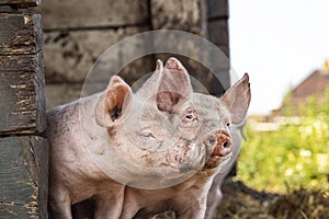 Happy piglets, two cheeky funny young swines playing together with love