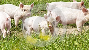 Happy pigs on a blossoming meadow