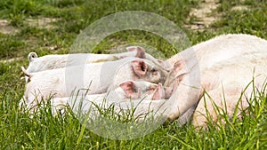 Happy pigs on a blossoming meadow