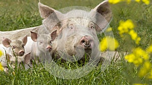 Happy pigs on a blossoming meadow