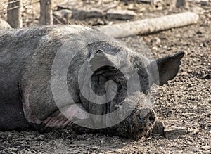 Happy pigs on a farm in the UK