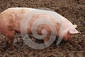 Happy pigs in the mud