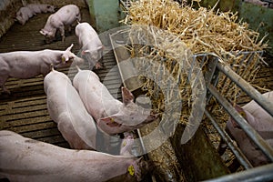 Pig indoor on a farm in Danmark. swine in the stald. photo