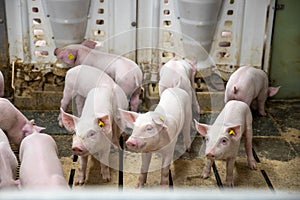 Piglet waiting feed. Pig indoor on a farm yard in Thailand. swine in the stall. Close up eyes and blur. Portrait animal.