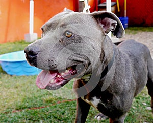 Happy Pit Bull