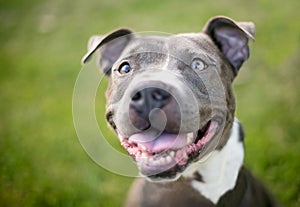 A happy Pit Bull Terrier mixed breed dog