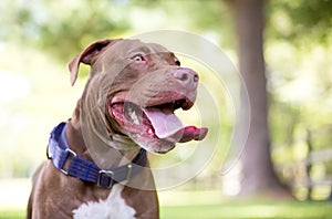 A happy Pit Bull Terrier mixed breed dog with a large tongue