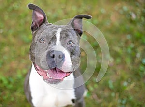 A happy Pit Bull Terrier mixed breed dog looking up