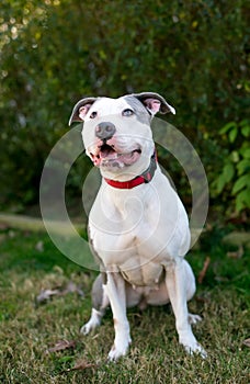 A happy Pit Bull Terrier mixed breed dog sitting outdoors