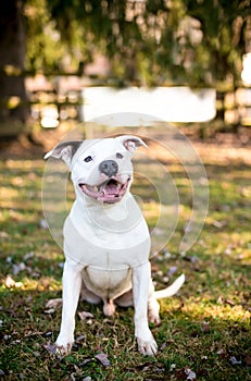 A happy Pit Bull Terrier mixed breed dog sitting outdoors