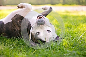 A happy Pit Bull Terrier mixed breed dog upside down in the grass