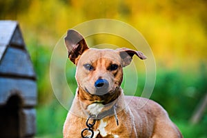 Happy Pit Bull Terrier. Smiling dog. Best friend