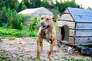 Happy Pit Bull Terrier. Smiling dog. Best friend