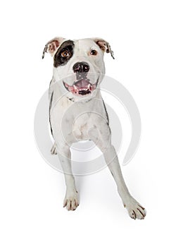 Happy Pit Bull White Black Markings