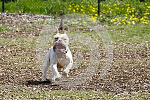 Happy pitbull with his tongue out running