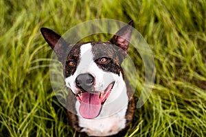 Happy Pitbull mix sitting in tall grass