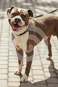 Happy pitbull portrait in sunny street, homeless dog