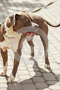 Happy pitbull portrait in sunny street, homeless dog