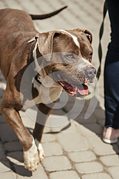 Happy pitbull portrait in sunny street, homeless dog