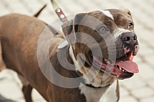 Happy pitbull portrait in sunny street, homeless dog