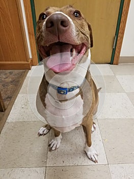 Happy pittbull puppy photo