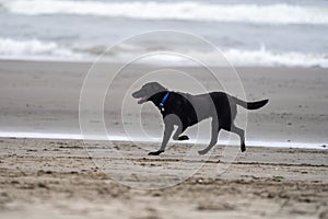 Happy playful black labrador retriever runs and trots on the sand on the beach