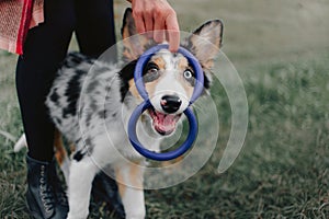 Happy playful border collie puppy outdoors