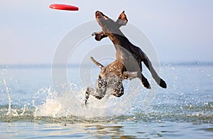 Happy, playful brown dog German shorthaired pointer is running and jumping on the water making splashes and waves.