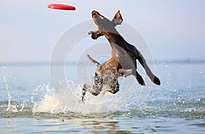 Happy, playful brown dog German shorthaired pointer is running and jumping on the water making splashes and waves. photo