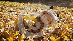 Happy playful child outdoors. Cute kid in bear costume lies in yellow autumn leaves. The little boy the first time in