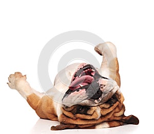 Happy and playful english bulldog lying on its back