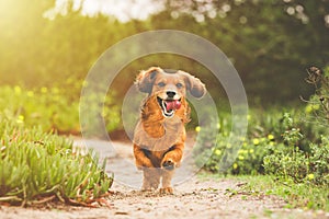 Happy playful long haired Dachshund dog running outdoors on sunny day in nature