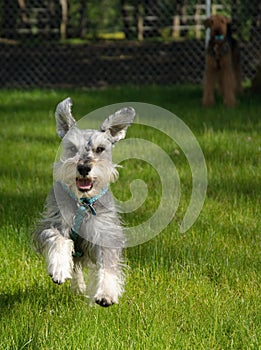 Contento giocoso piccolo il cane al di fuori 