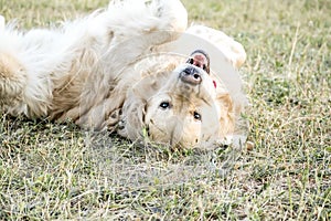 Happy playing big dog Golden retriever Lying on the back outdooor at sunner day. Family dog. photo