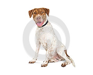 Happy Pointer and Pit Bull Crosbreed Dog Sitting