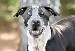 Happy Pointer mix breed dog outside for animal shelter adoption photo