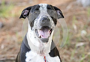 Happy Pointer mix breed dog outside for animal shelter adoption photo