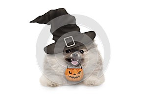 Happy pomaranian spitz Halloween puppy dog, with witch hat and orange pumpkin basket hanging with paws on white banner,