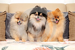 Happy Pomeranian dogs are sitting on bedspread photo