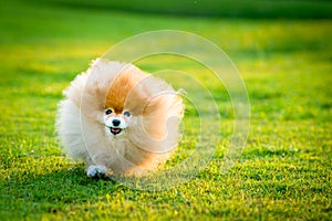 Happy Pomeranian Running in Green Grass Field