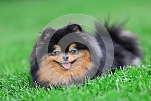 Happy pomeranian spitz dog of black sable color is lying down on green grass at nature photo