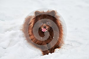 Happy Pomeranian Spitz dog lies on winter snow and licking cute chocolate brown Spitz puppy portrait