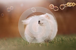 Happy pomeranian spitz dog posing with bubbles