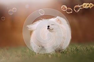 Happy pomeranian spitz dog posing with bubbles photo