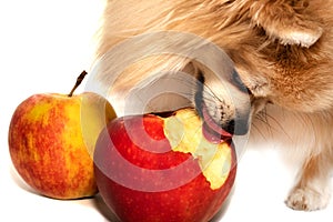 Happy pomeranian spitz eating apple, fruit on a white background close-up. Dog