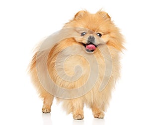 Happy Pomeranian Spitz puppy on a white background