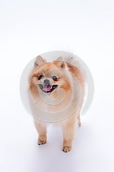 Happy pomeranian spitz on white background.