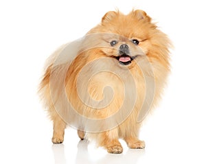 Happy Pomeranian on a white background