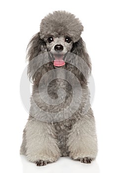 Happy Poodle dog on a white background