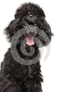 Happy poodle puppy portrait on a white background